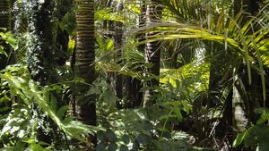 amazonien-centre-de-guerison-das-ayahuasca-jungle-amazonienne-1129485