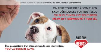Une campagne pour lutter contre l'errance et la divagation canine en Guadeloupe