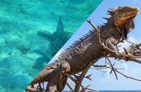 Protection des tortues marines des Antilles françaises et des iguanes des petites Antilles